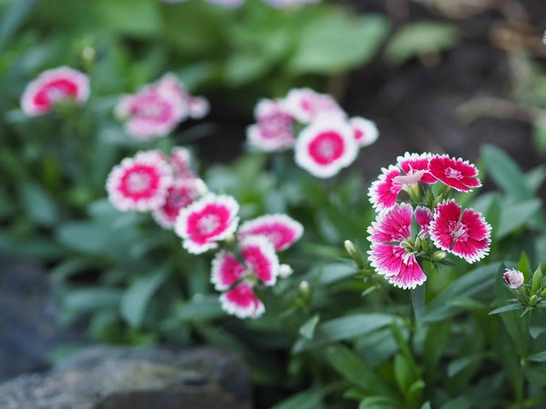 Que faut-il savoir sur les fleurs vivaces ?