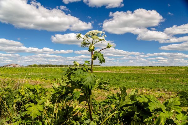 les plantes à éviter pour un jardin sans allergies
