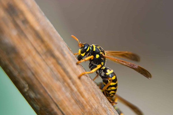 Destruction des nids de guêpes et de frelons en Yvelines : une mission importante
