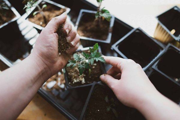 S’orienter dans le jardinage à Genève : le guide pour les prérequis et la formation